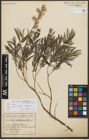 Foto von Salix repens subsp. rosmarinifolia (L.) Andersson